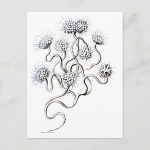 Carte Postale Flagellata, Ernst Haeckel Fine Art