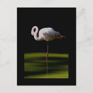 Carte Postale flamant