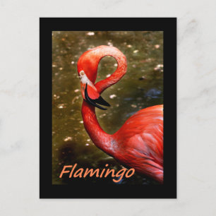 Carte Postale Flamant avec un texte rose "flamant"