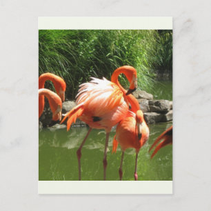Carte Postale Flamant rose