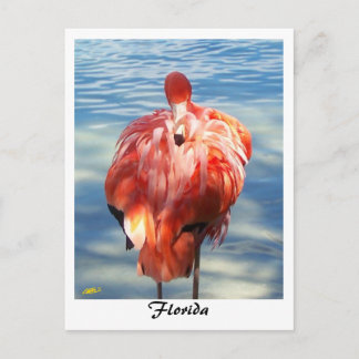 Carte Postale Flamant rose