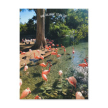 CARTE POSTALE FLAMANT ROSE
