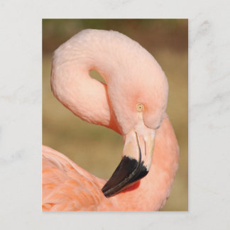 Carte postale Flamant rose