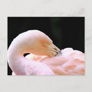 Carte postale Flamant rose