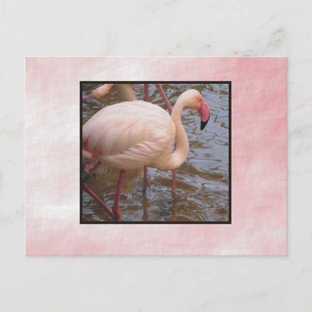 Carte Postale Flamant rose (Devant)