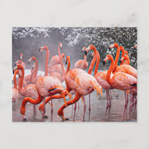Carte postale Flamant rose