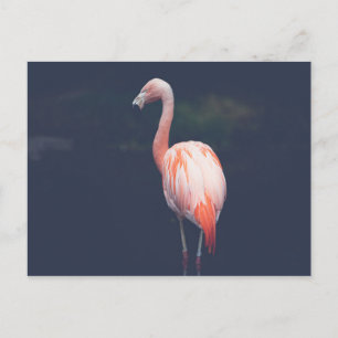 Carte Postale Flamant rose À Dusk
