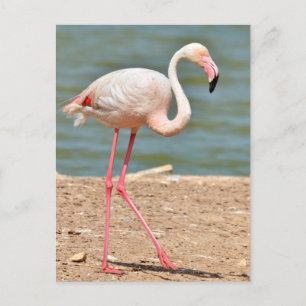 Carte Postale Flamant rose à pied près de l'étang