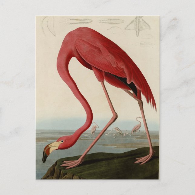 Carte Postale Flamant rose américain (Devant)