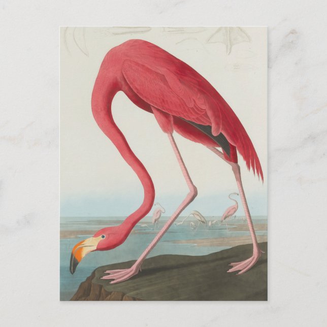 Carte Postale Flamant rose américain... J.J. Audubon (Devant)