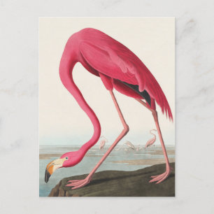 Carte Postale Flamant rose américain John Audubon