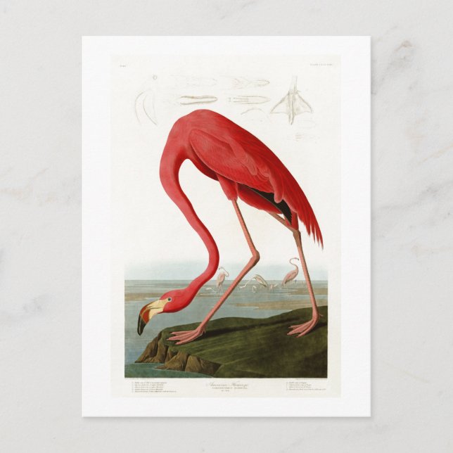 Carte Postale Flamant rose américain John Audubon Birds of Ameri (Devant)