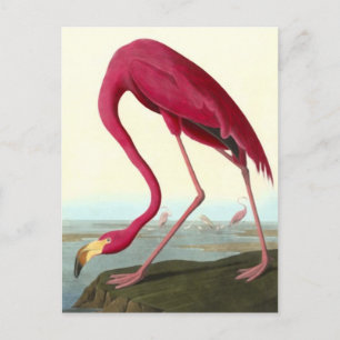 Carte Postale Flamant rose américain, John James Audubon Fine