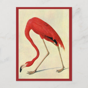 Carte postale Flamant rose Audubon
