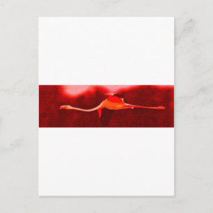 Carte Postale Flamant rose Bird