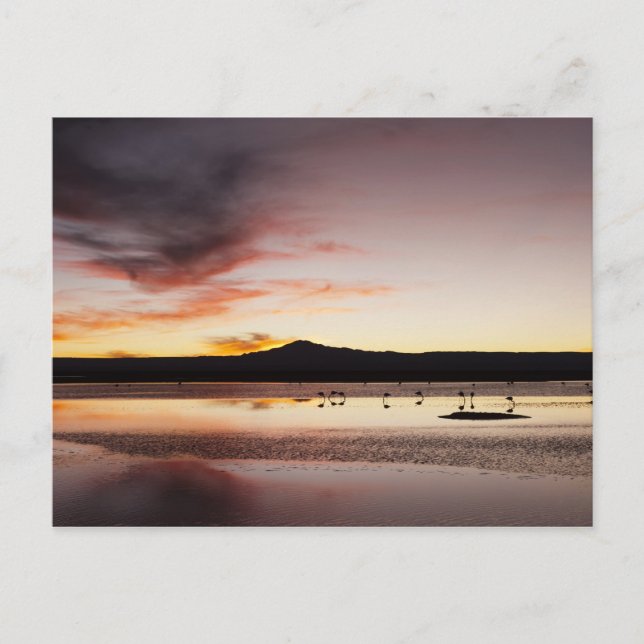 Carte Postale Flamant rose chilien (Devant)