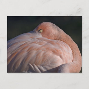 Carte postale Flamant rose couchage