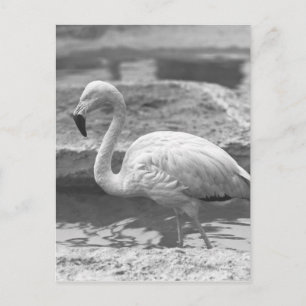 Carte Postale Flamant rose en eau B&W