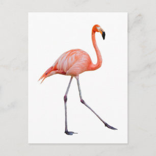 Carte Postale Flamant rose rose