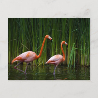 CARTE POSTALE FLAMANT ROSE ROSE