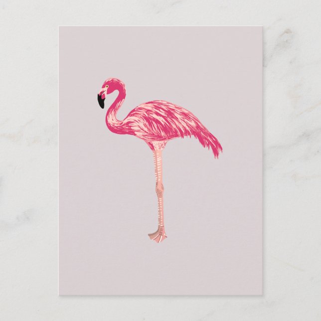 Carte postale Flamant rose rose (Devant)