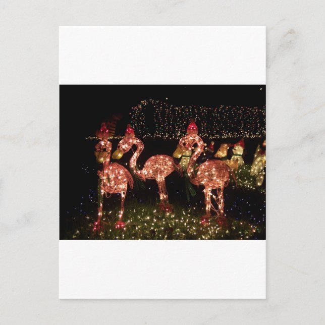 Carte Postale Flamant rose rose (Devant)