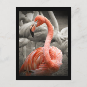 Carte postale Flamant rose rose