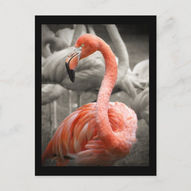 Carte postale Flamant rose rose (Devant)