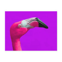 Carte postale Flamant rose rose, Arrière - plan vi