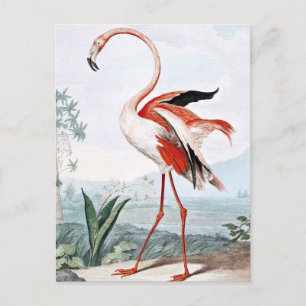 Carte Postale Flamant rose rose Oiseau Art Vintage