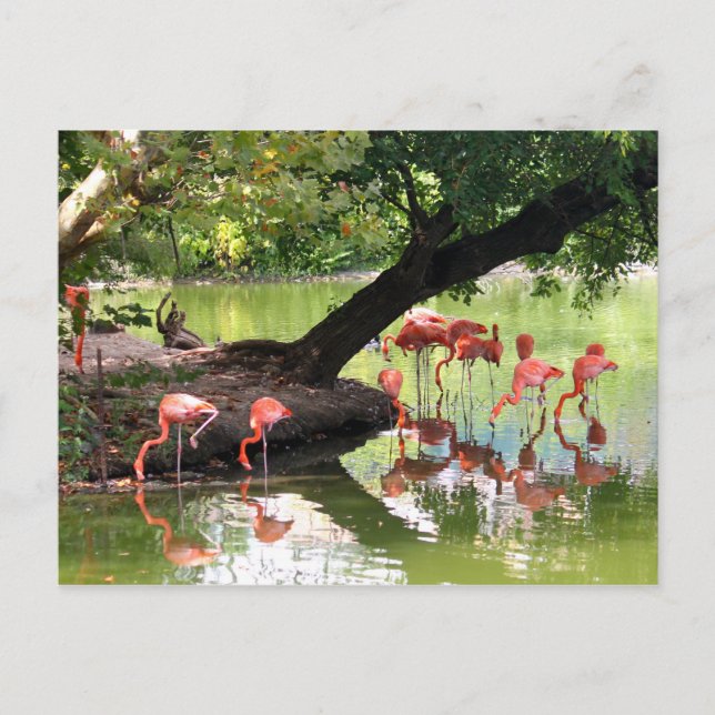 Carte Postale Flamant rose rose - photo de la faune (Devant)