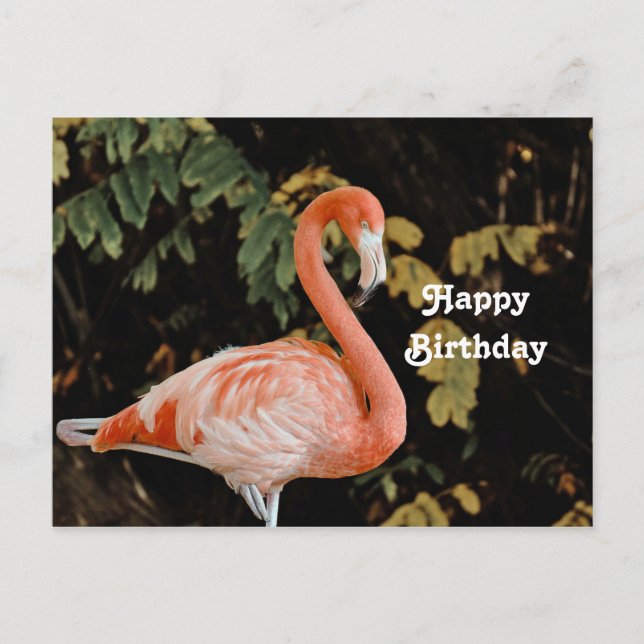 Carte Postale Flamant rose rose Portrait Faune Photo Anniversair (Devant)