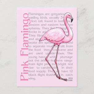 Carte Postale Flamant rose rose Sur Texte