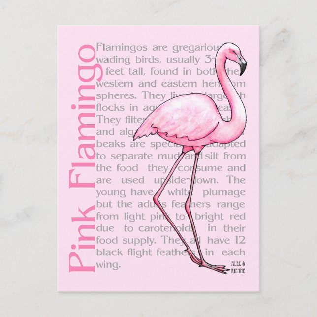 Carte Postale Flamant rose rose Sur Texte (Devant)