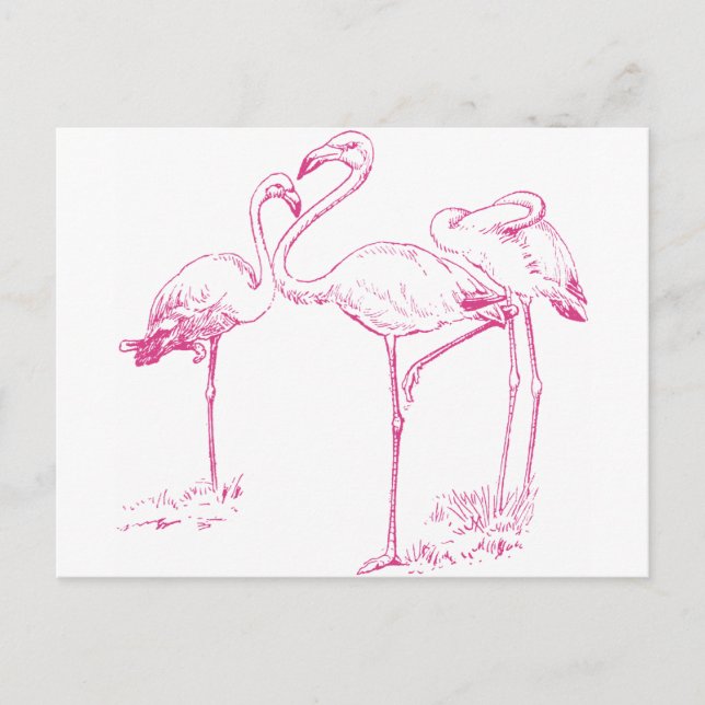 Carte Postale Flamant rose rose vintage (Devant)