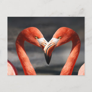 Carte Postale Flamant rose Valentine