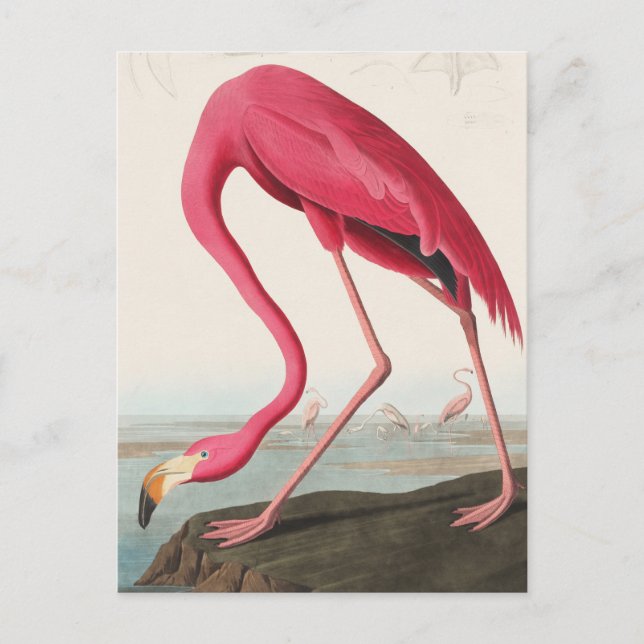 Carte Postale Flamant rose vintage (Devant)