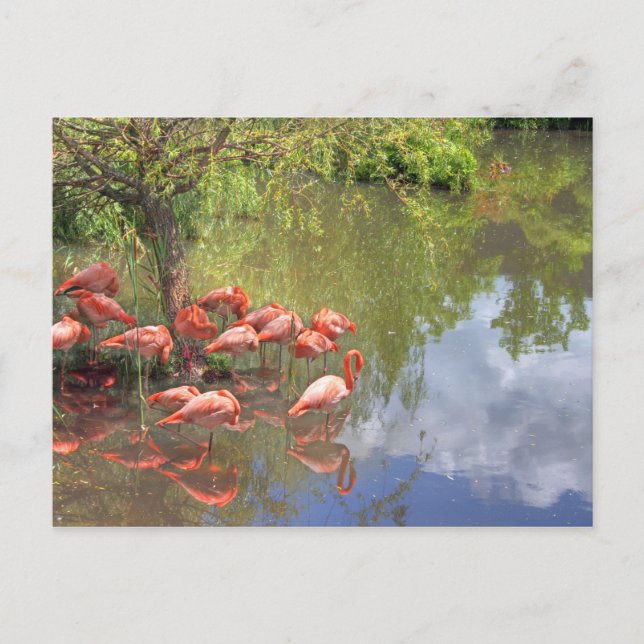 Carte Postale Flamants (Devant)
