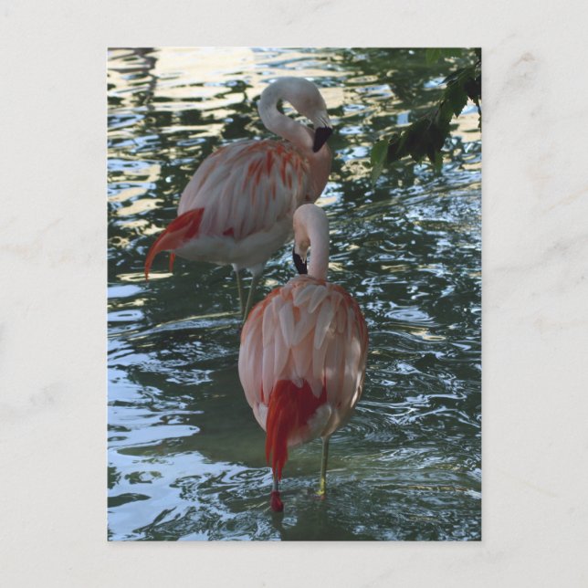 Carte Postale Flamants roses (Devant)