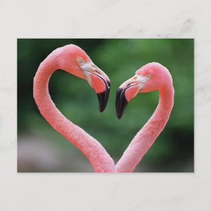 carte postale Flamants roses