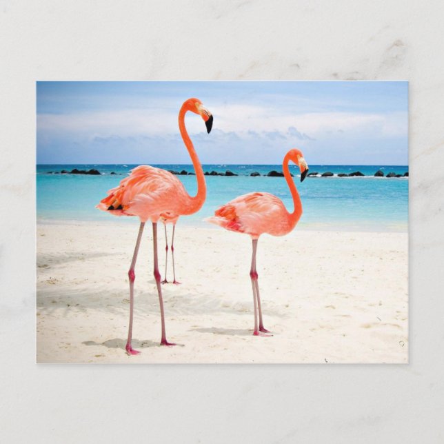 Carte Postale Flamants roses à la plage (Devant)