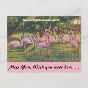 Carte Postale Flamants roses à Miami, Floride