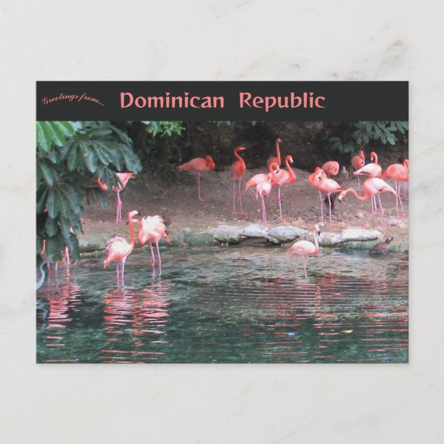 Carte Postale Flamants roses à Saint-Domingue République dominic (Devant)