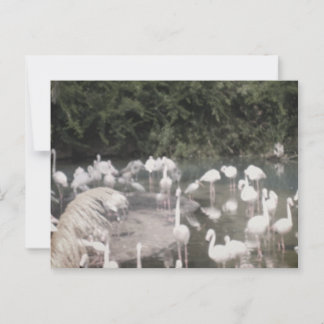 Carte Postale Flamants roses de Loisirs