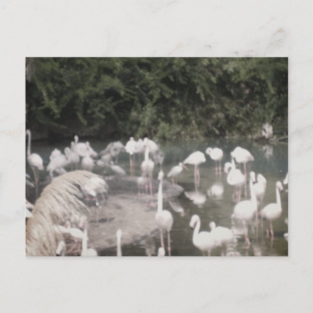 Carte Postale Flamants roses de Loisirs (Devant)