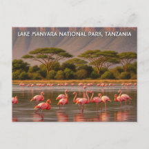 Flamants roses en Tanzanie Parc national du lac Ma