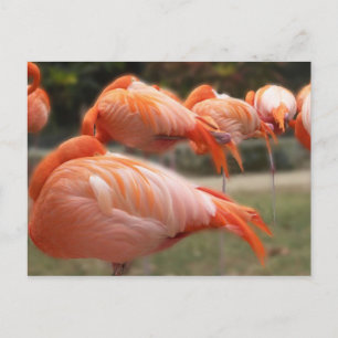 Carte Postale Flamants roses Photographie originale