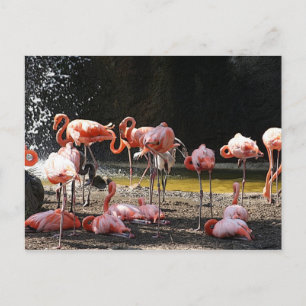 Carte Postale Flamants roses roses