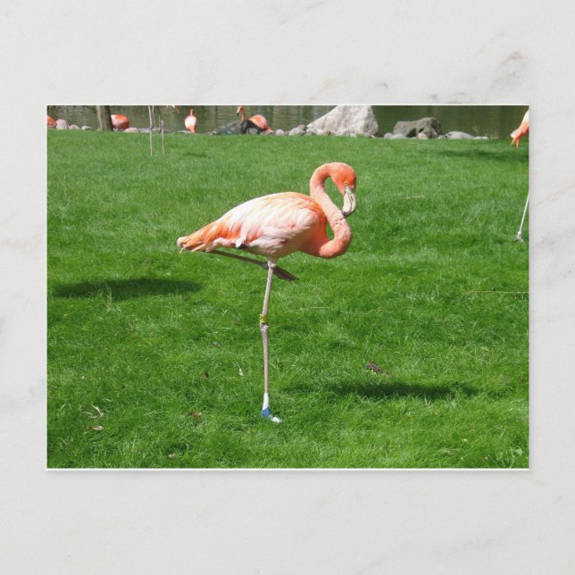 Carte Postale Flamants roses roses (Devant)