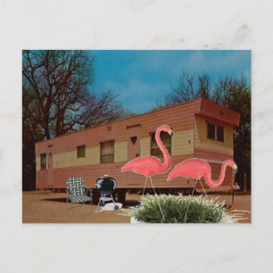 Carte Postale Flamants roses roses